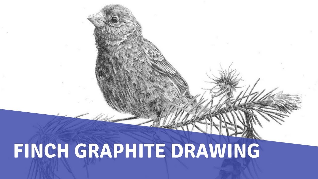 1280x720 Finch Graphite Drawing - Finch Sketch