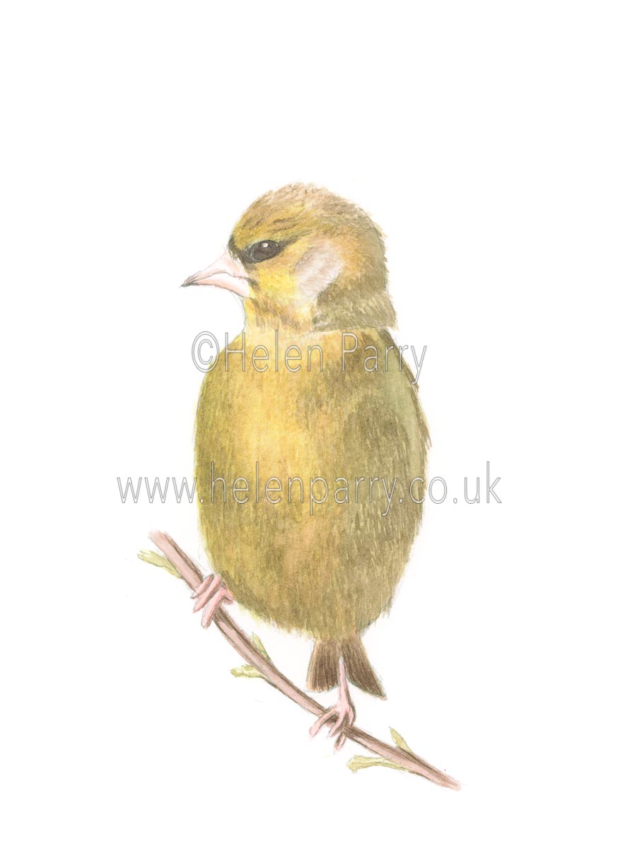 874x1200 Green Finch Sketch - Finch Sketch