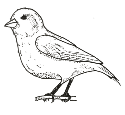 400x367 Image - Finch Sketch