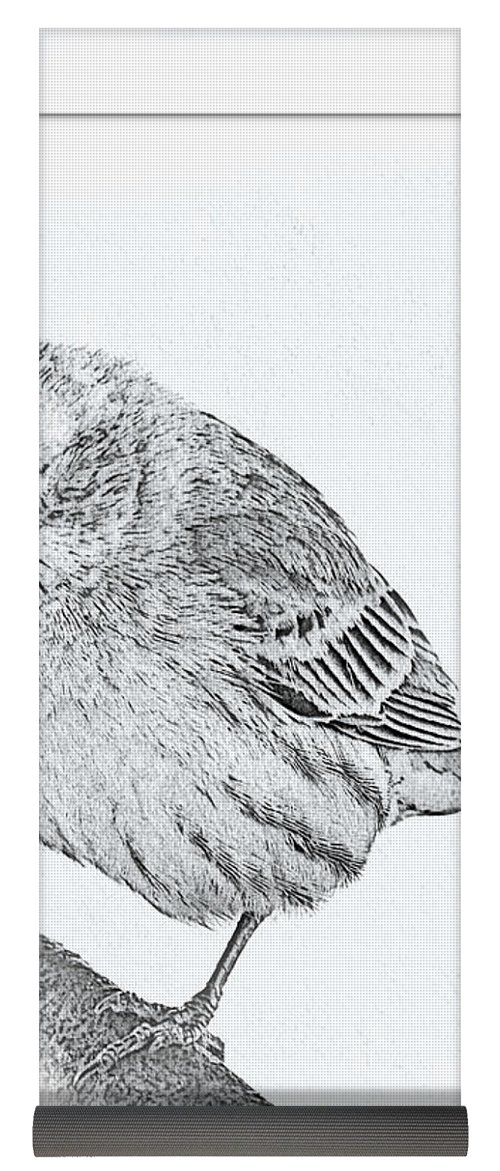 500x1171 Male House Finch Sketch Yoga Mat For Sale By Debbie Portwood - Finch Sketch