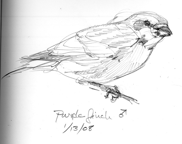 610x483 My Own Little Backyard Rarity Drawing The Motmot - Finch Sketch