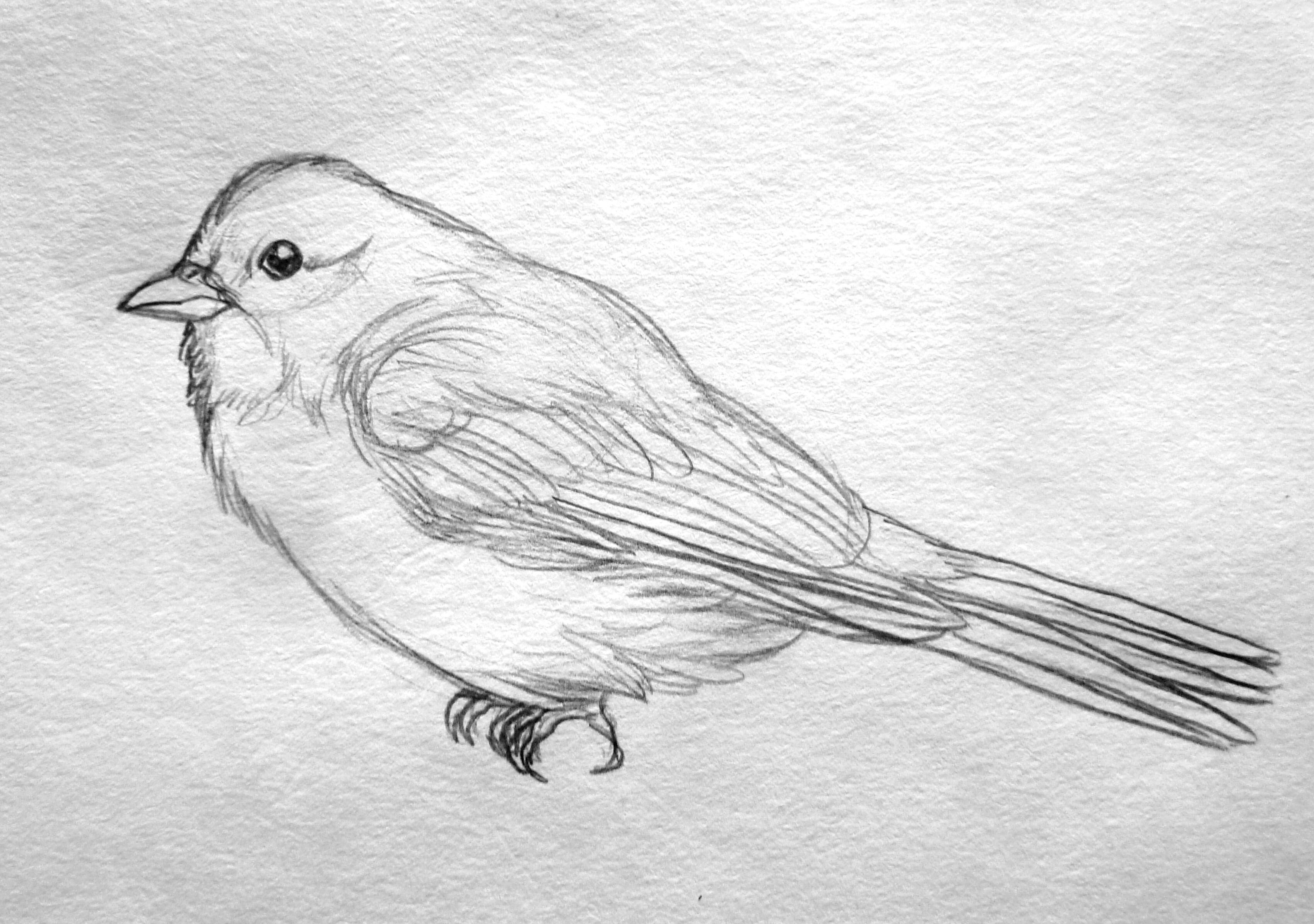3397x2389 Sparrow Sketch Weasyl - Finch Sketch