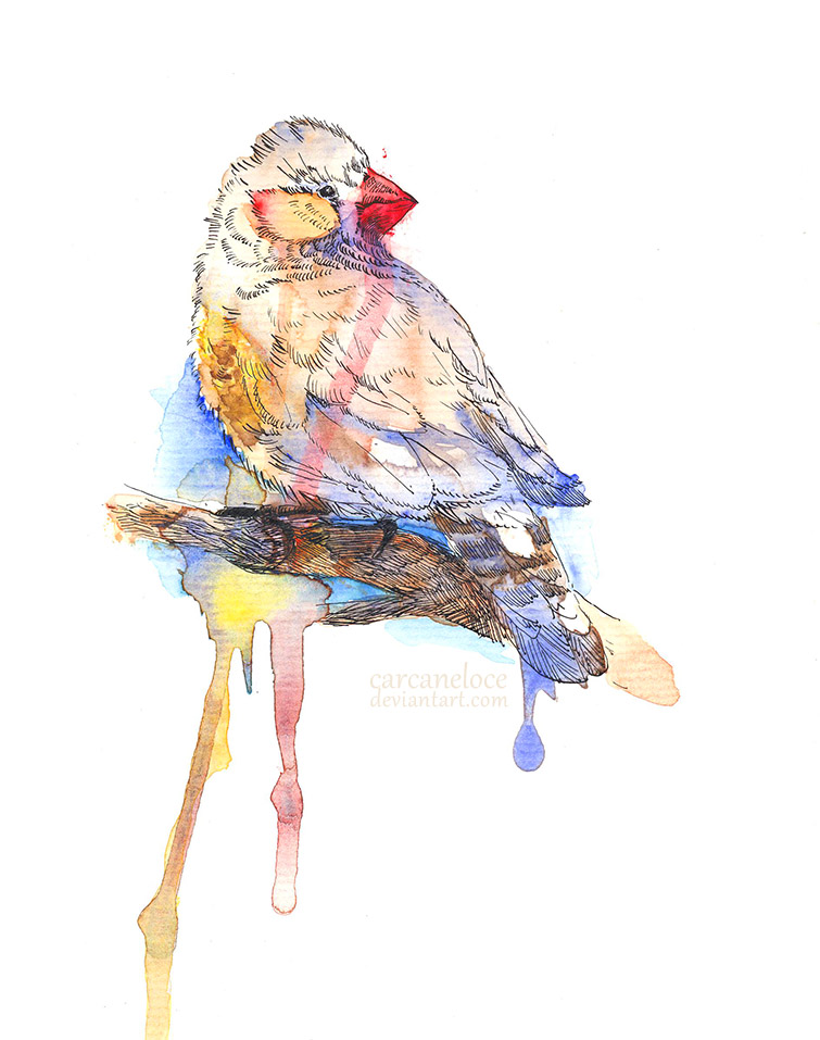 755x957 Zebra Finch (Sketch) By Carcaneloce - Finch Sketch