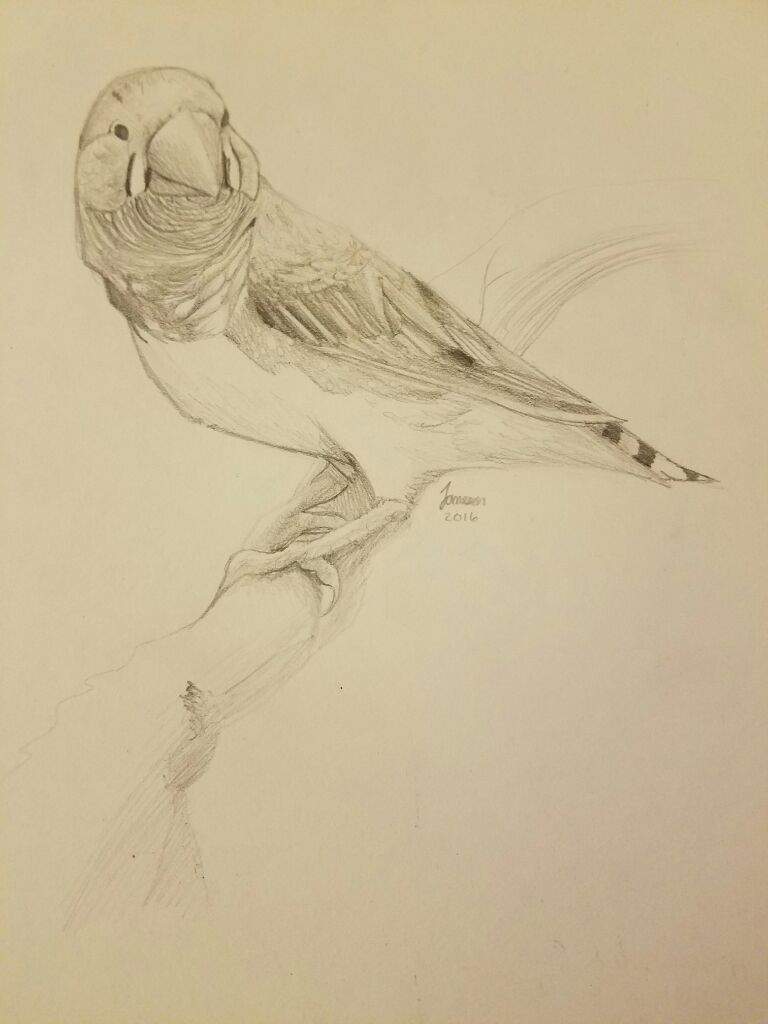 768x1024 Zebra Finch Drawing Birds Amino Amino - Finch Sketch