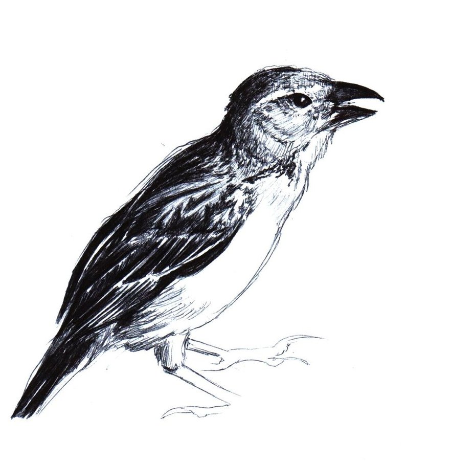 Finch Sketch at PaintingValley.com | Explore collection of Finch Sketch