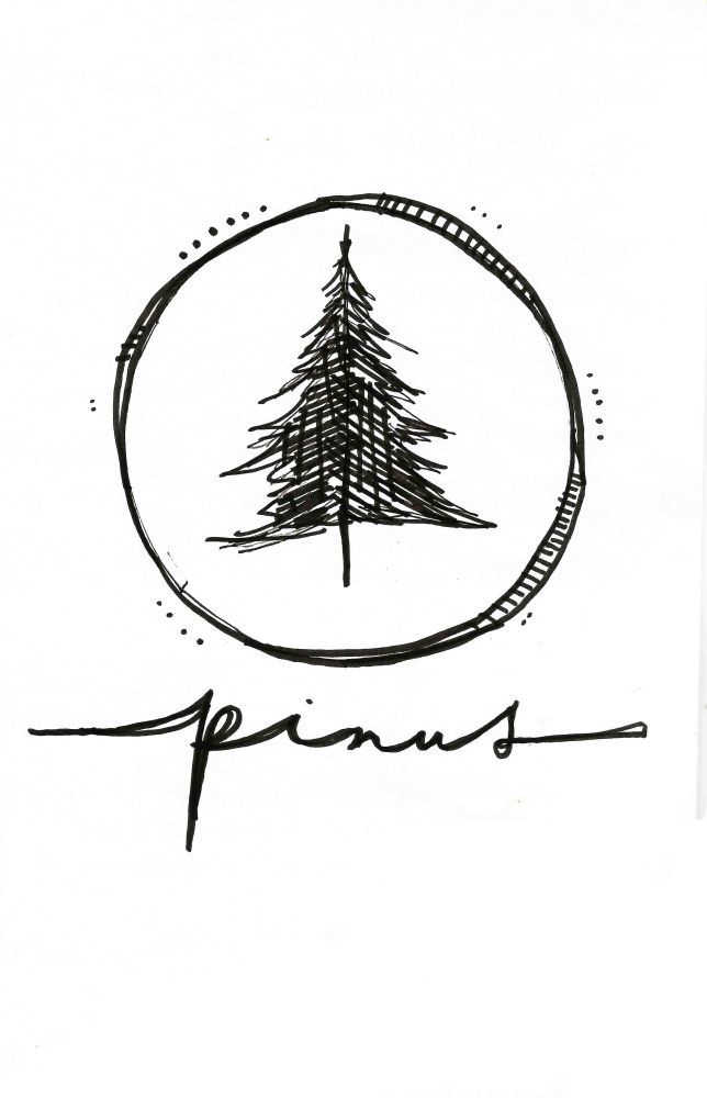 644x1000 Drawn Fir Tree Hand Drawn - Fir Tree Sketch