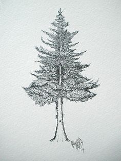 Fir Tree Sketch At Paintingvalley.com 