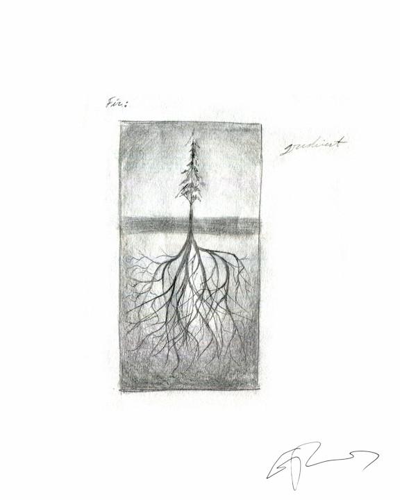 576x720 Eric Pollard Sketch Art - Fir Tree Sketch