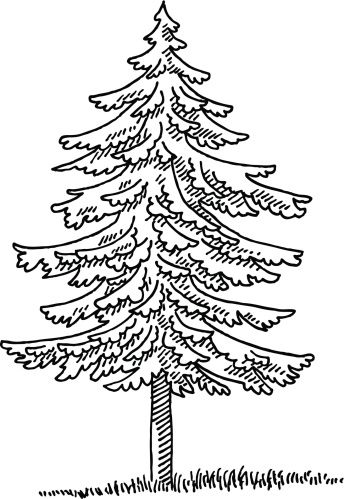 344x499 Fir Tree Drawing Clipart Abs For Worksheets - Fir Tree Sketch
