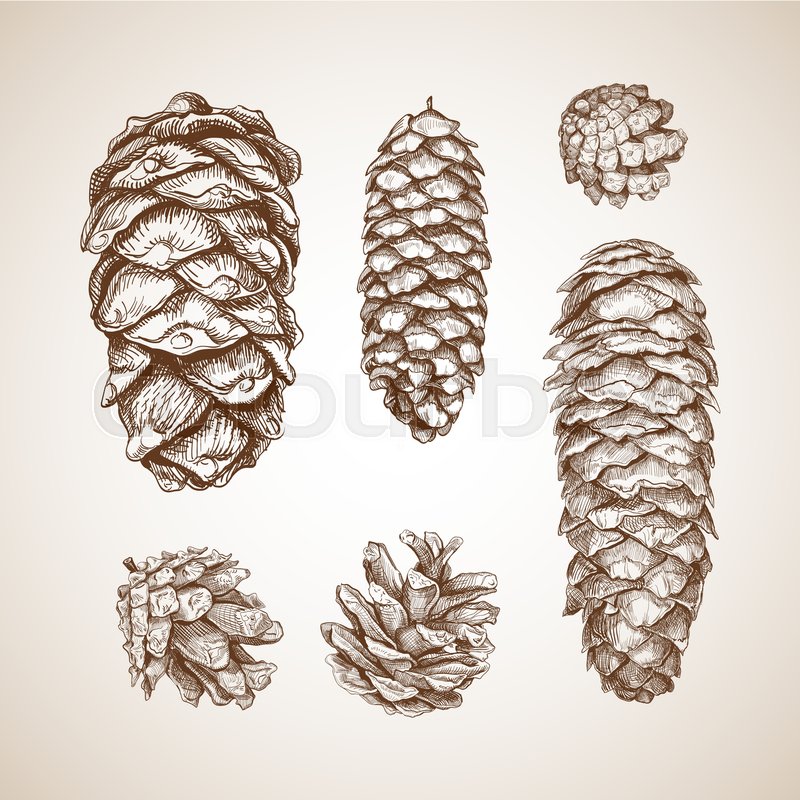 800x800 Set Of Different Cones. Fir Tree, Cedar, Pine. Hand Drawn Sketch - Fir Tree Sketch