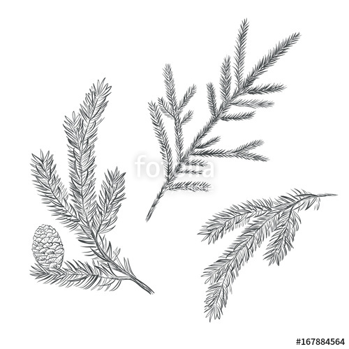 500x500 Spruce Branch Set. Collection Of Fir Tree Vector Illustration - Fir Tree Sketch