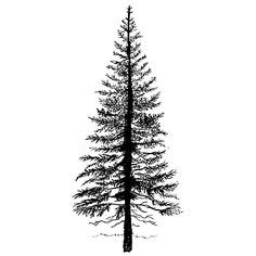 236x236 Douglas Fir Tree Drawing - Fir Tree Sketch