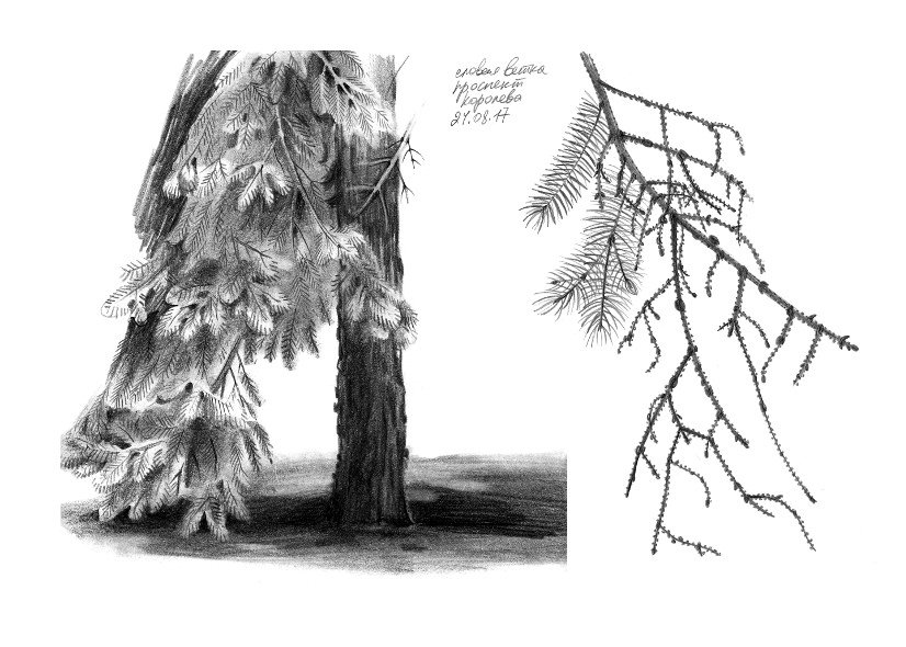 826x590 Fir Tree Branch Sketch Nature Sketching For An - Fir Tree Sketch