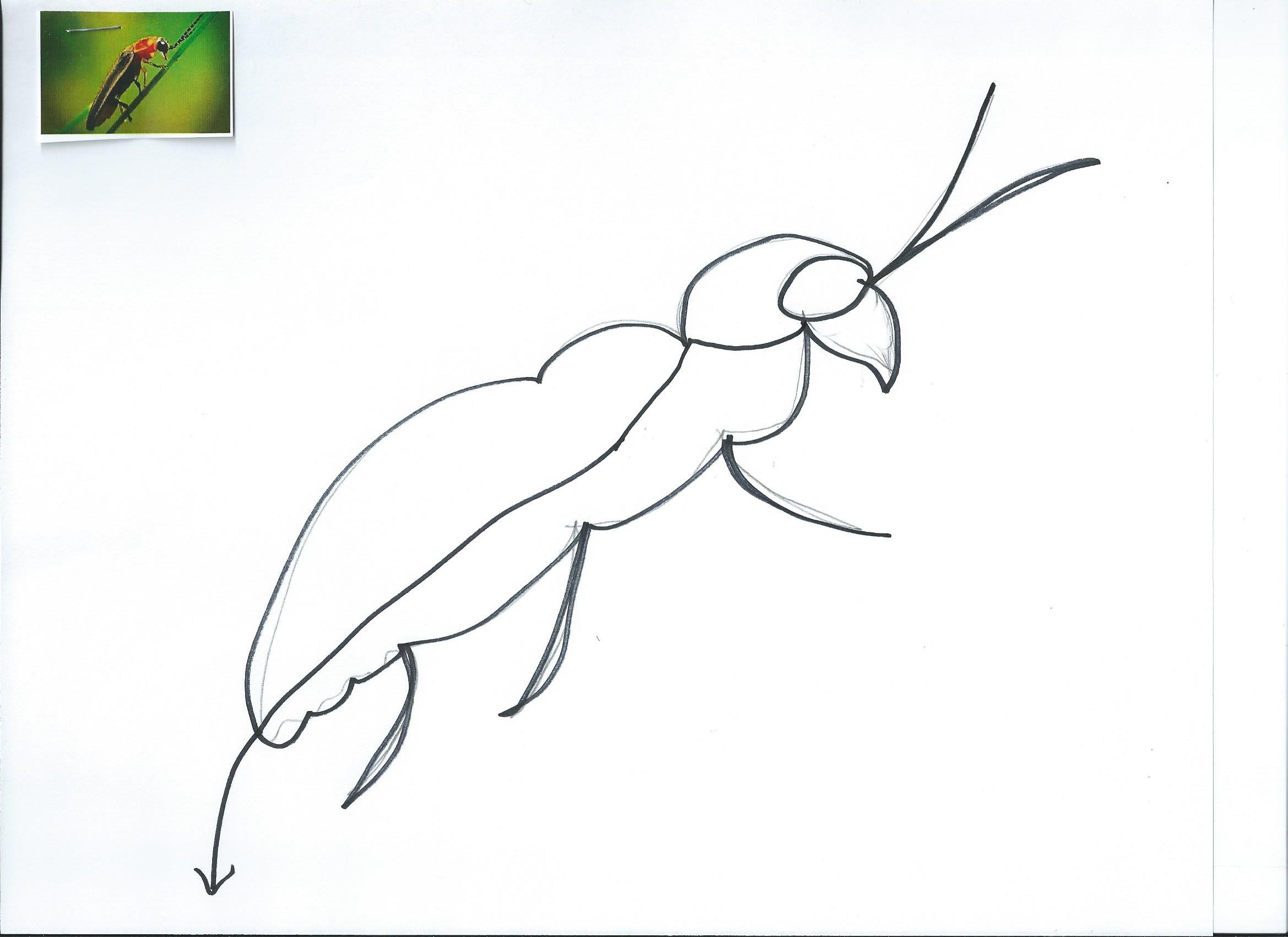 2338x1700 Firefly Continuous Line Drawing My Design Journey - Firefly Sketch