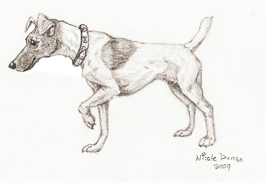 900x622 Sketch Of A Firefly By Terrierqueen - Firefly Sketch