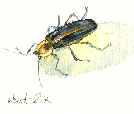 443x379 Sketching In Nature Magic Time! Fireflies - Firefly Sketch