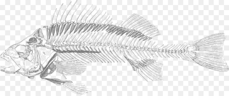 900x380 Fish Bone Skeleton Bony Fishes Clip Art - Fish Bone Sketch