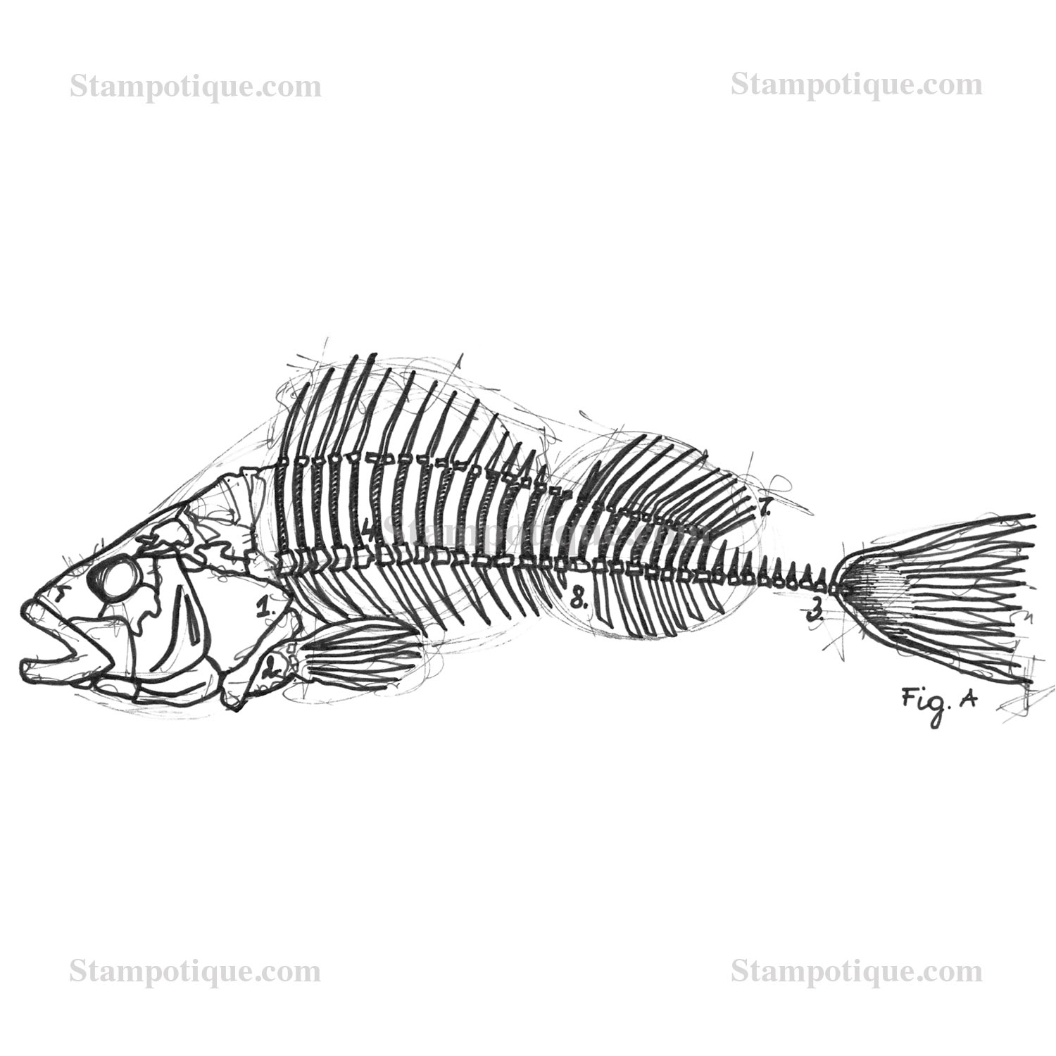 Fish Bone Sketch at Explore collection of Fish