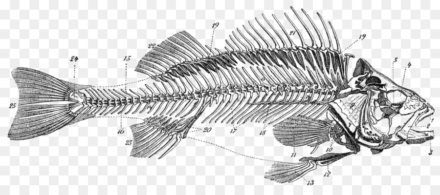 900x400 Bony Fishes Skeleton Bone Fish Anatomy - Fish Bone Sketch
