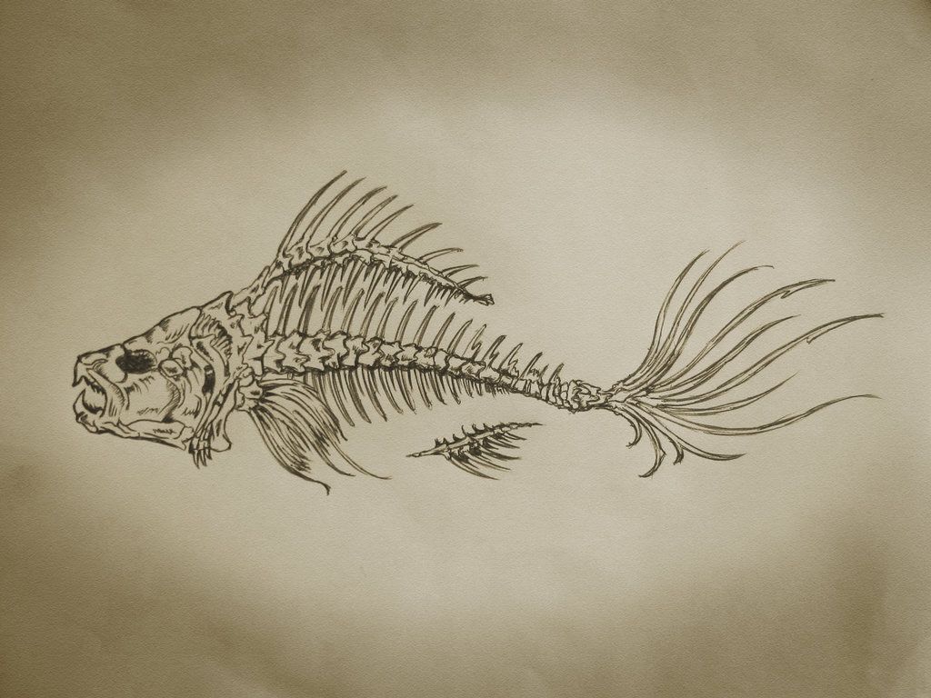 1024x768 Fishbone Paintings - Fish Bone Sketch