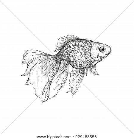 450x470 Goldfish Illustration, Drawing, Engraving, Ink, Line Art, Vector - Fish Head Sketch