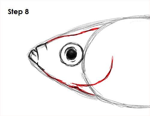 500x386 How To Draw A Fish (Guppy) - Fish Head Sketch