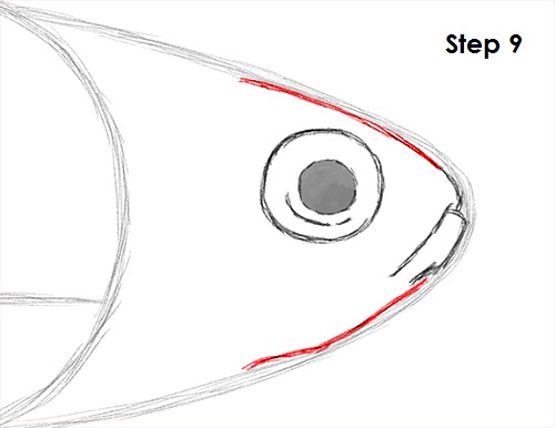 500x386 How To Draw A Neon Tetra Fish - Fish Head Sketch