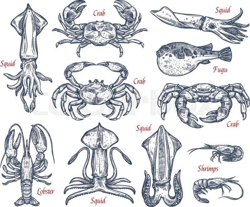 800x660 Sea Animal, Fish And Crustacean Sketch Set. Crab, Lobster, Fugu - Fish Market Sketch