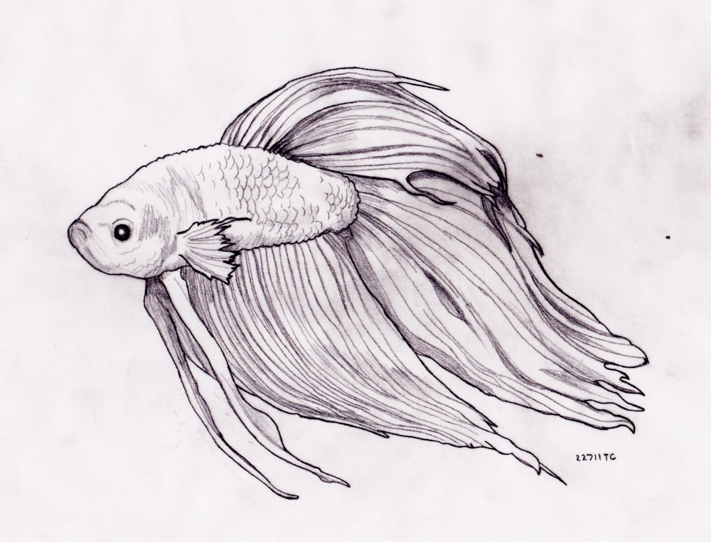Fish Pencil Sketch ~ Pencil Fish Carp Drawing Sketch Drawings ...