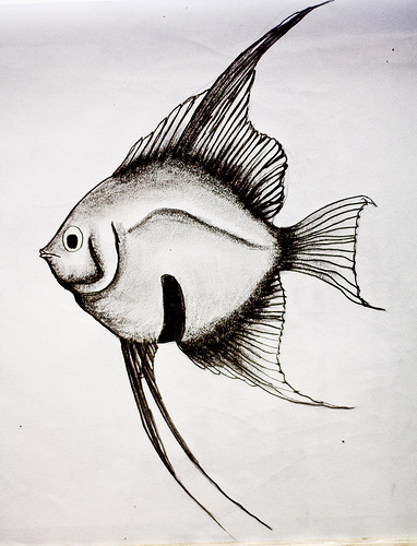 382x500 Angel Fish - Fish Pencil Sketch