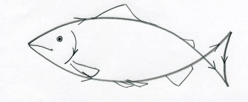 500x207 How To Draw A Fish - Fish Pencil Sketch