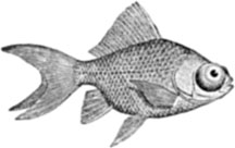 216x136 Make Koi Fish Drawings Your Work Of Art - Fish Pencil Sketch