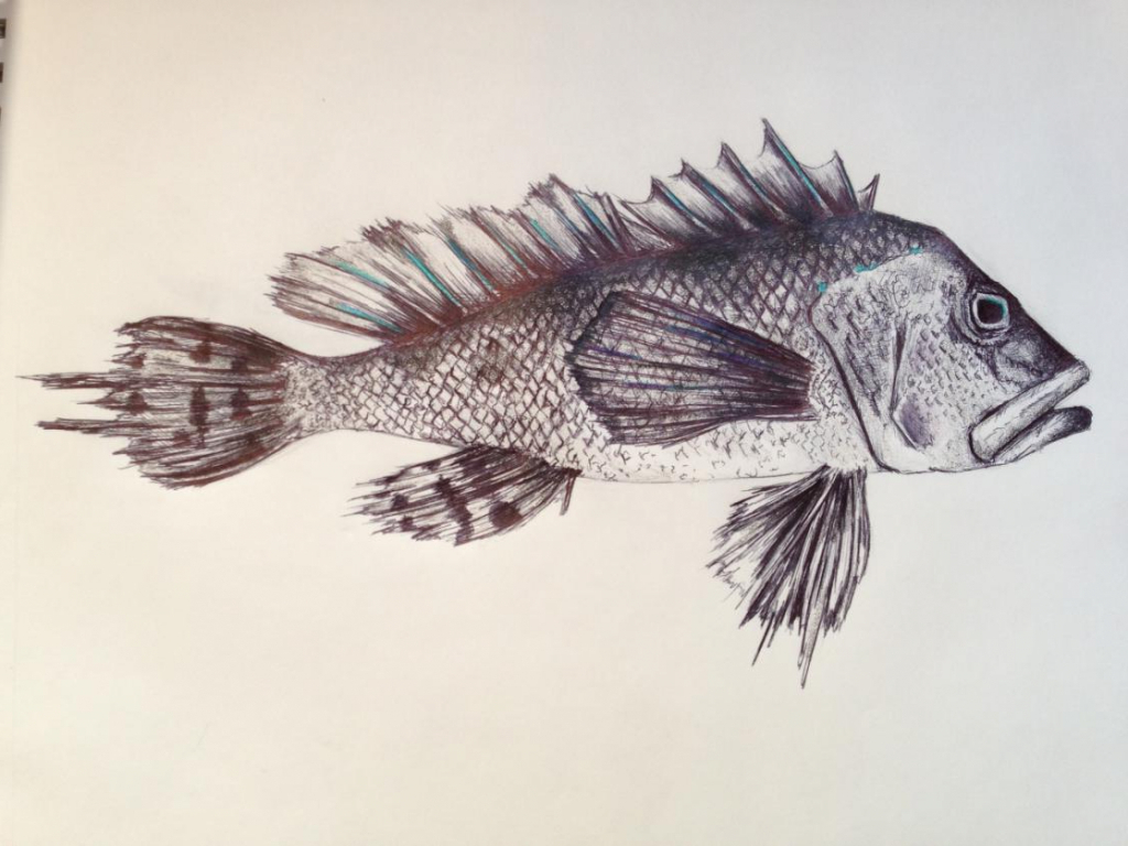 Fish Pencil Sketch at PaintingValley.com | Explore collection of Fish ...