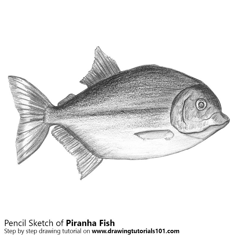 800x800 Piranha Pencil Drawing - Fish Pencil Sketch