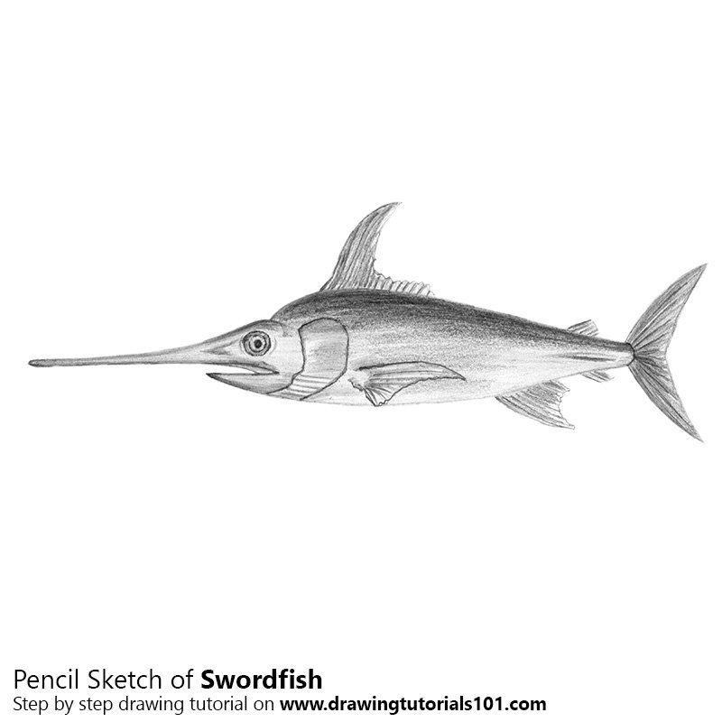 800x800 Sword Fish Pencil Drawing - Fish Pencil Sketch