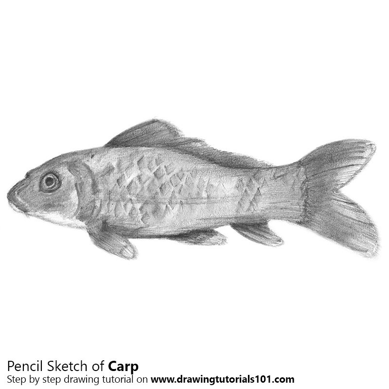 800x800 Carp Fish Pencil Drawing - Fish Pencil Sketch