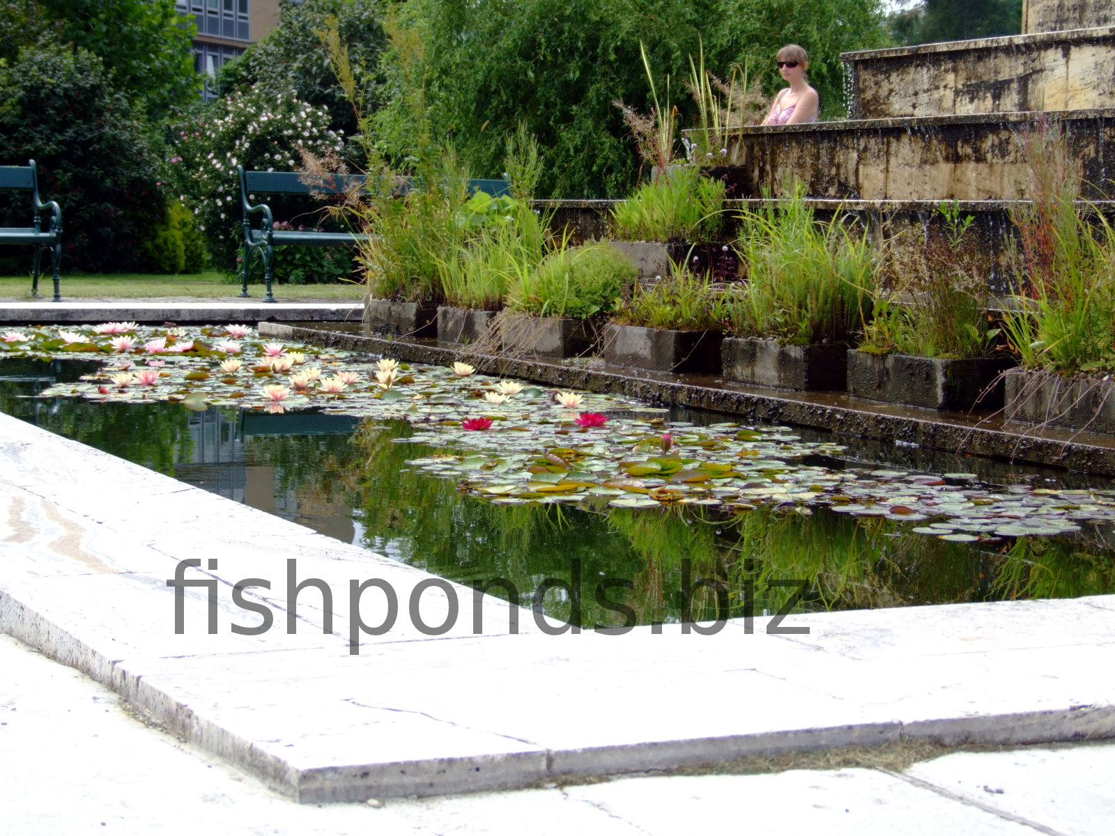 1600x1200 How To Build Your Fish Pond - Fish Pond Sketch