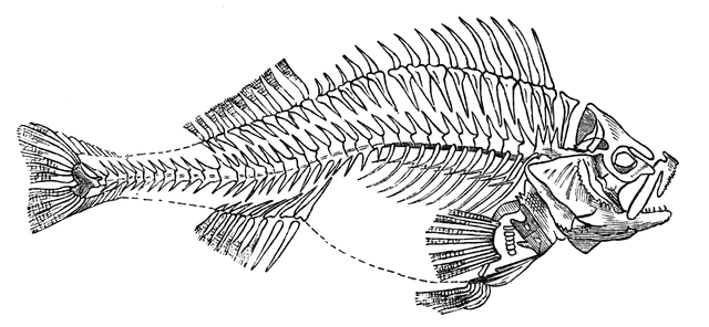640x296 Fish Skeleton Clipart Etc - Fish Skeleton Sketch