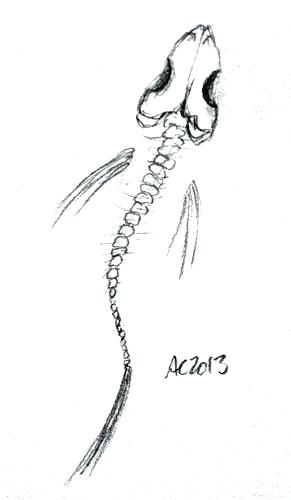 291x500 Fish Skeleton Art Fish Skeleton Sketch Icon Fish Skeleton Clip Art - Fish Skeleton Sketch