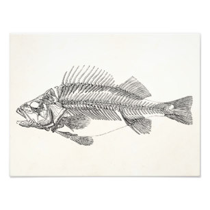 307x307 Fish Skeleton Posters Amp Photo Prints Zazzle - Fish Skeleton Sketch