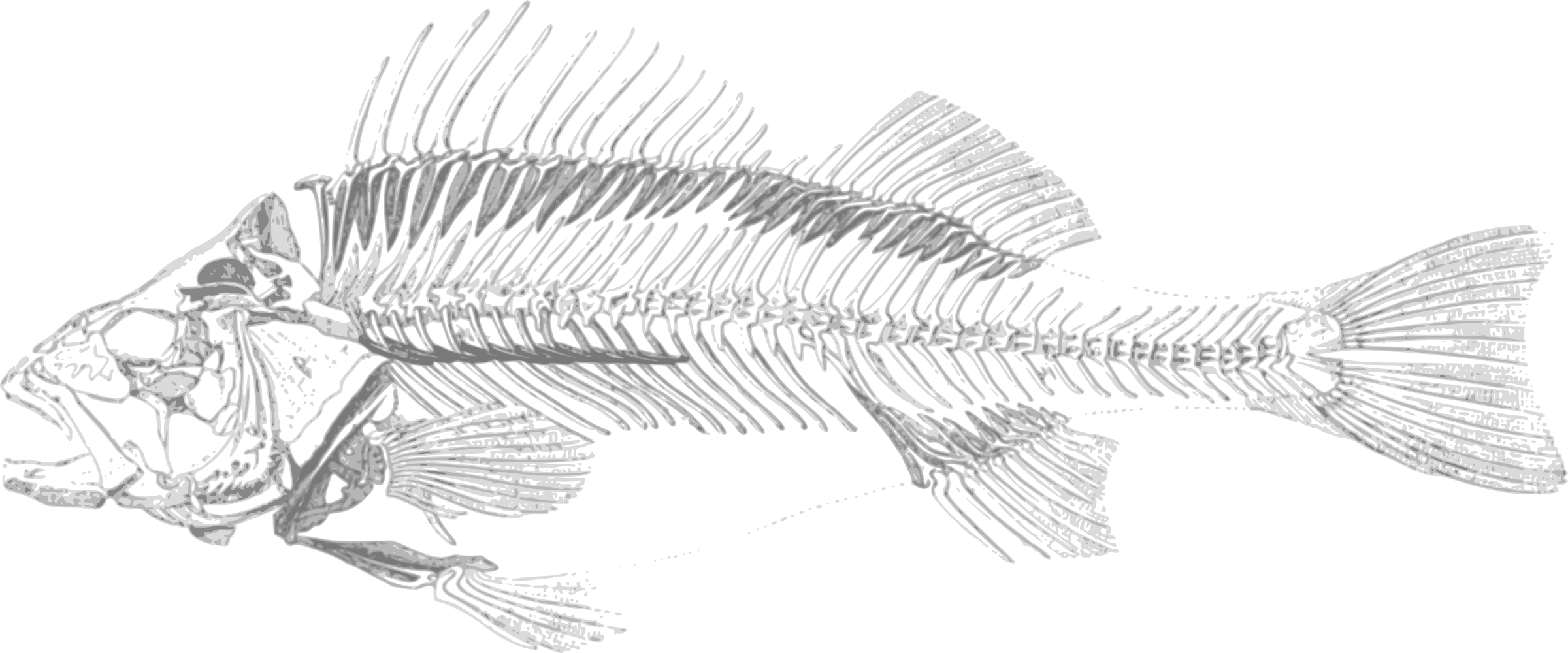 Fish Skeleton Sketch at Explore collection of Fish