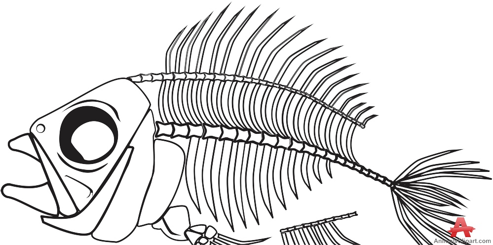 999x496 Piranha Clipart Fish Skeleton - Fish Skeleton Sketch