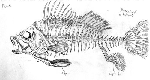 500x268 Simple Fish Skeleton Drawing A Fish Skeleton Draw - Fish Skeleton Sketch
