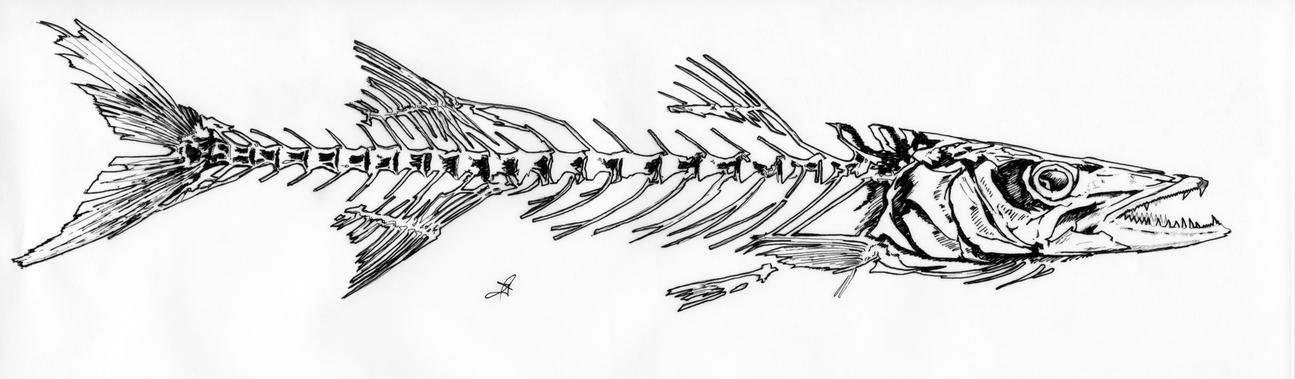 4421x1296 Fish Skeleton Art - Fish Skeleton Sketch