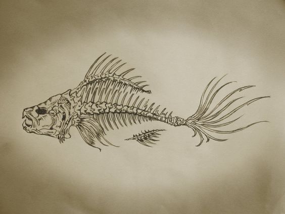564x423 Fish Skeleton Tattoo Sketch - Fish Skeleton Sketch