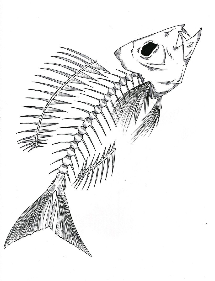 900x1178 Fish Skeleton Sketch - Fish Skeleton Sketch