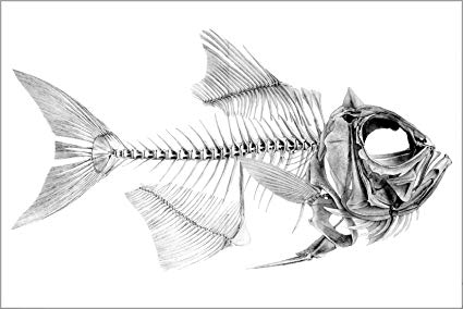 425x284 24x36 Poster Beryx Decadactylus, Fish Skeleton 1887 - Fish Skeleton Sketch