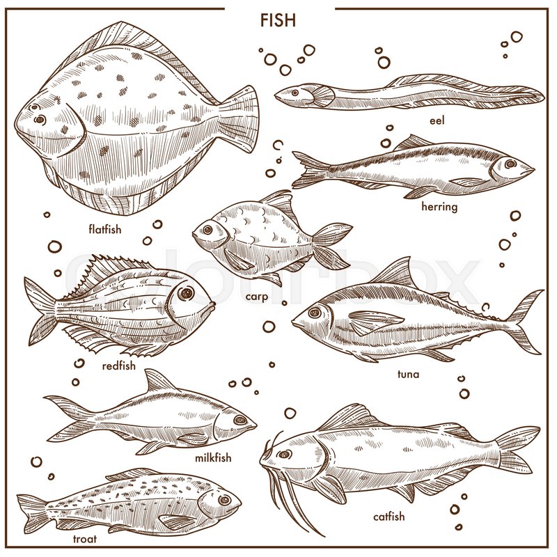 800x800 Fish Sketch Species With Names Of River Carp, Ocean Flounder - Fish Sketch