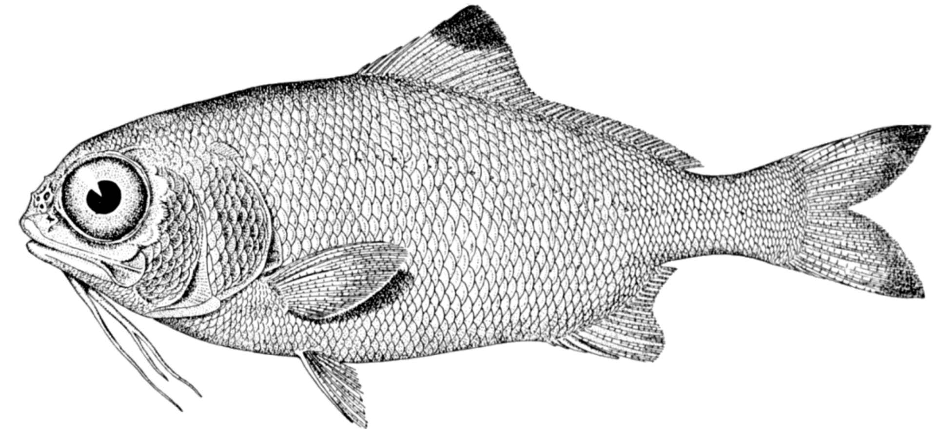 1920x900 Free Photo Fish Sketch - Fish Sketch