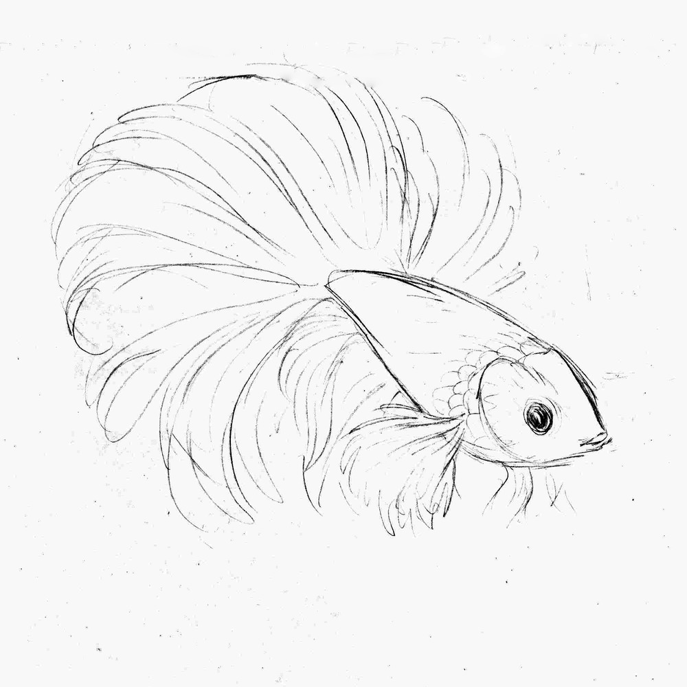 Easy Simple Betta Fish Drawing Berbagi Ilmu Belajar Bersama